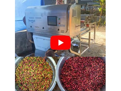 Cherry Coffee Color Sorting Machine in Customer